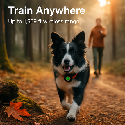 Waterproof Dog Training Collar with Receiver and Beep